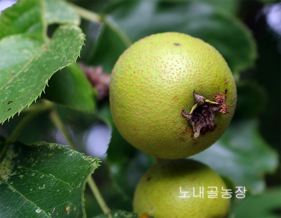 홍천노내골농장 이미지