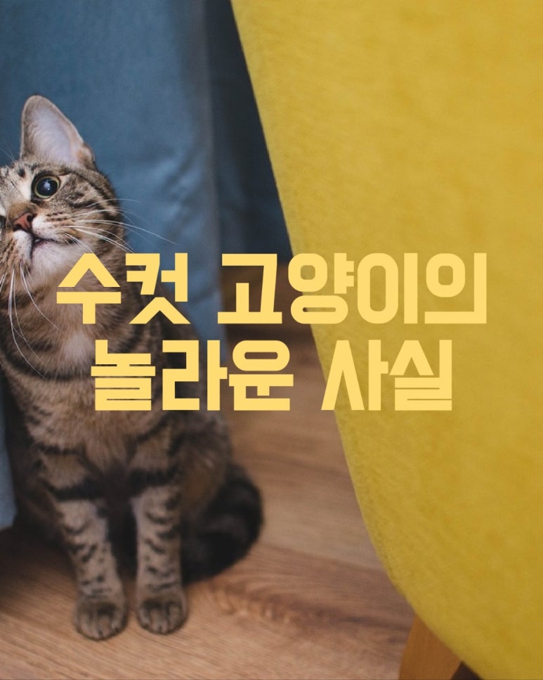 수컷 고양이의 놀라운 사실