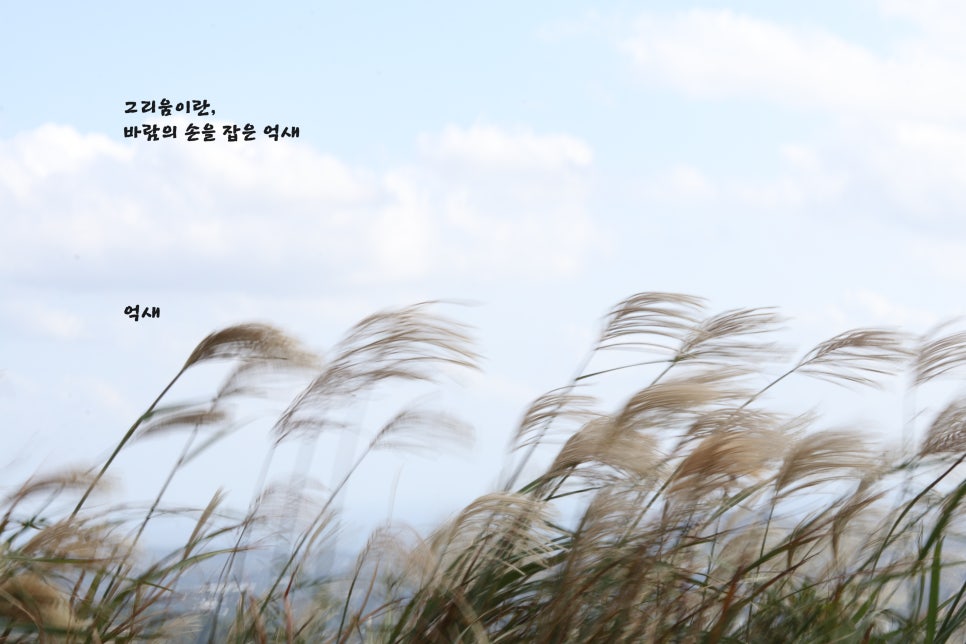 일일일영 이미지