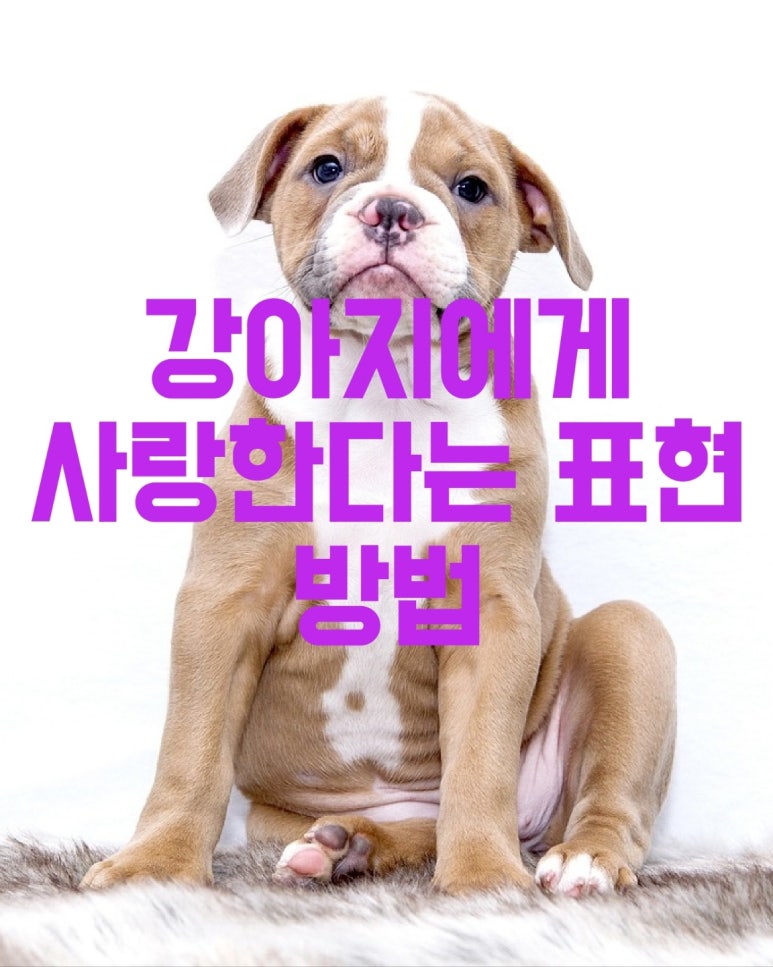 강아지에게 사랑한다는 표현 방법