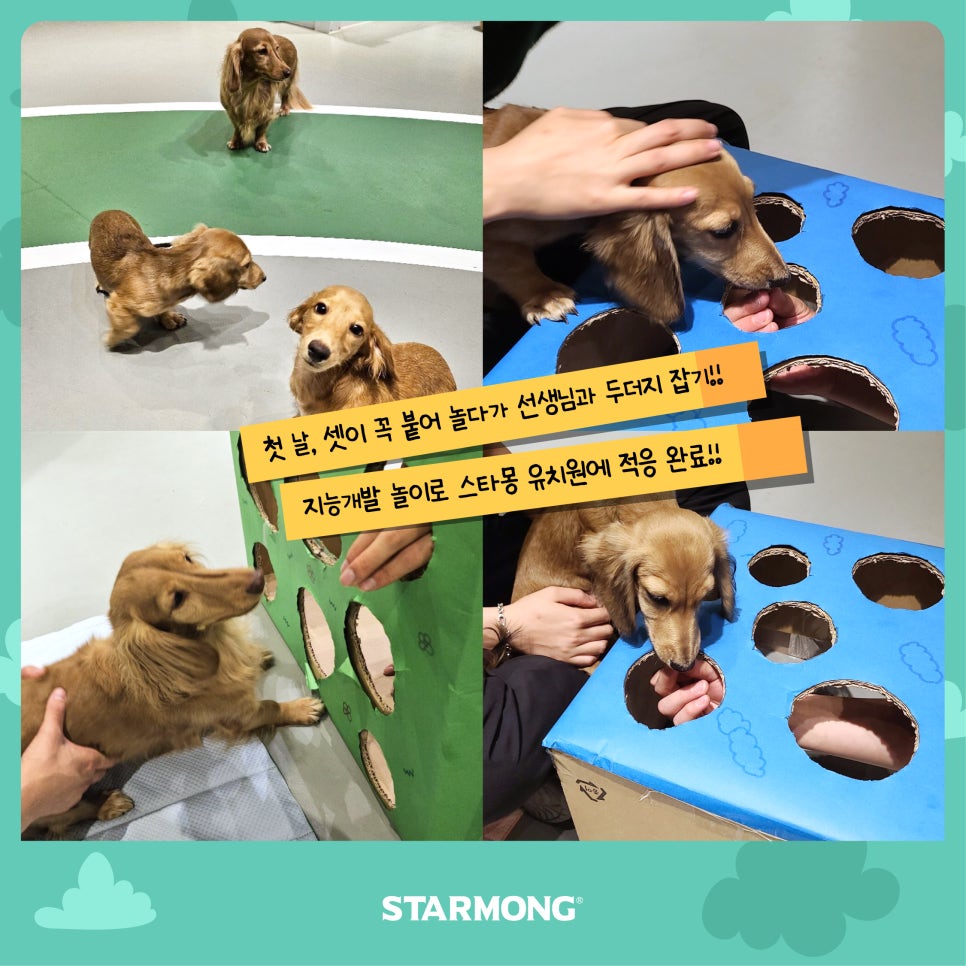 강남 강아지 유치원 스타몽, 첫날 적응 후기 — 사진 6