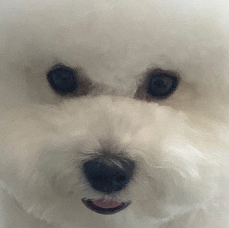 어도러블(ADORABLE) 이미지