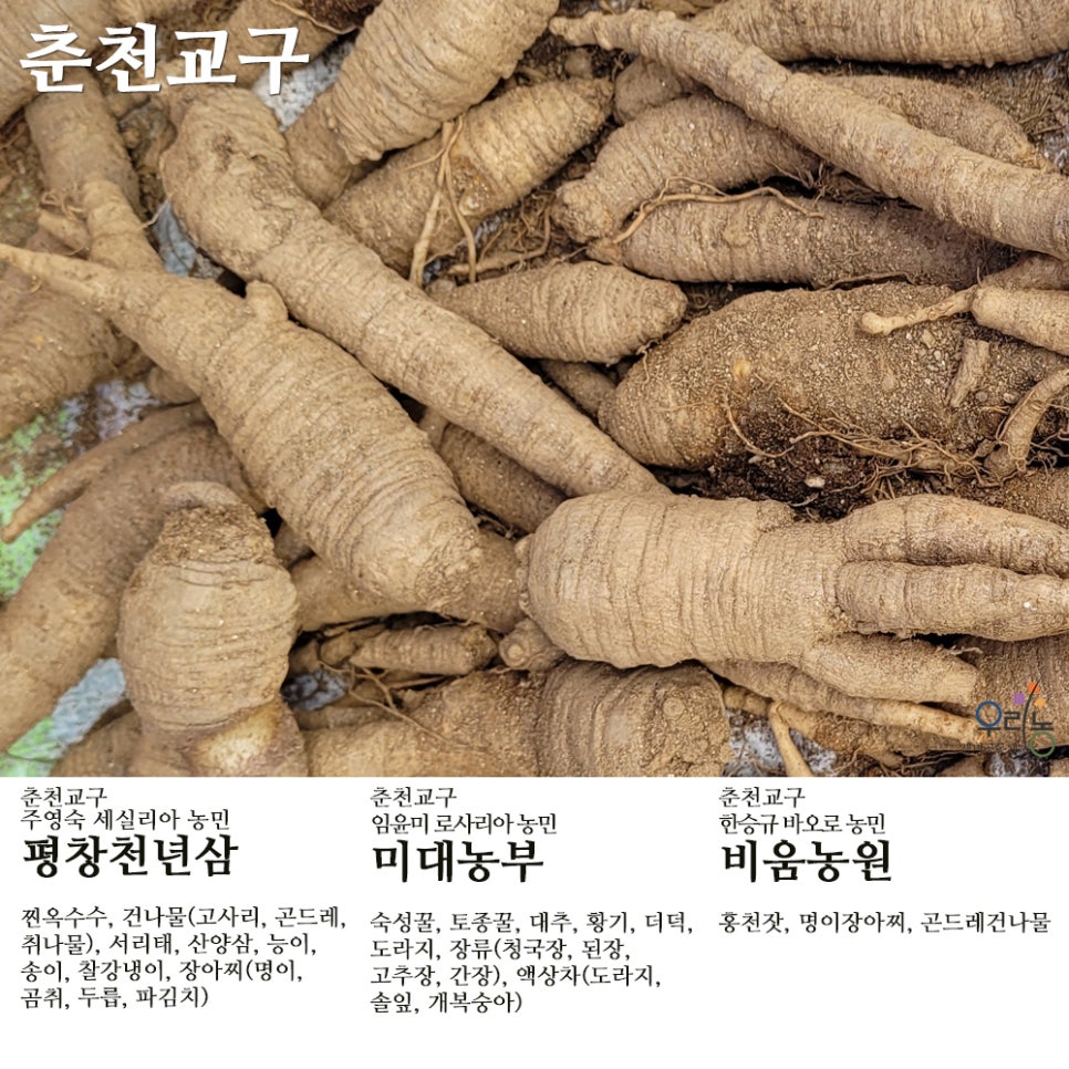 평창천년삼 이미지