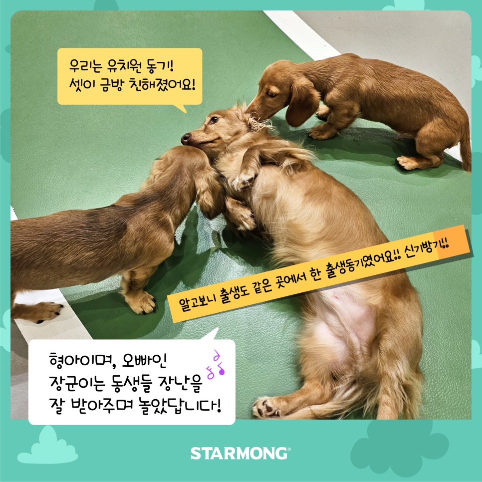 강남 강아지 유치원 스타몽, 첫날 적응 후기 — 사진 5