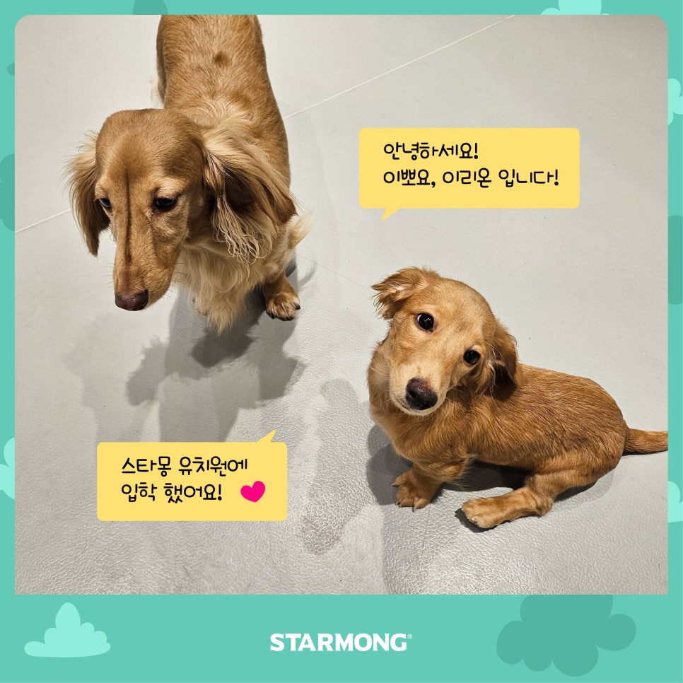 강남 강아지 유치원 스타몽, 첫날 적응 후기 — 사진 4