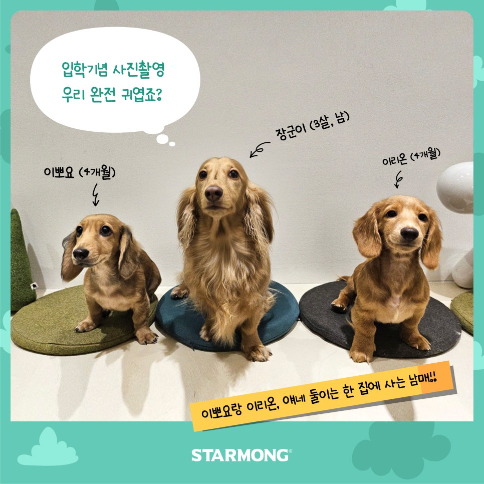 강남 강아지 유치원 스타몽, 첫날 적응 후기 — 사진 2
