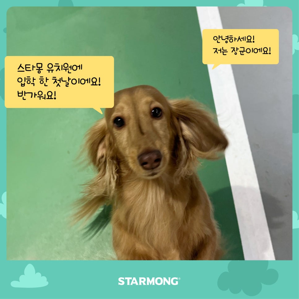 강남 강아지 유치원 스타몽, 첫날 적응 후기 — 사진 3