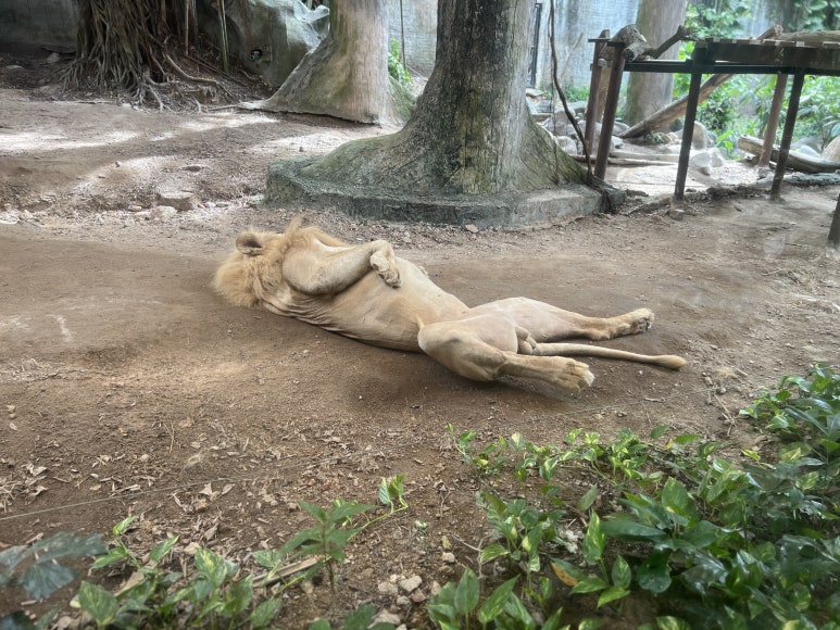 라이온렌트카 이미지