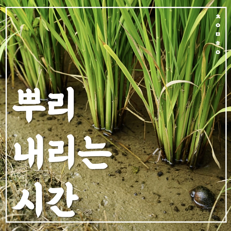하라매 이미지