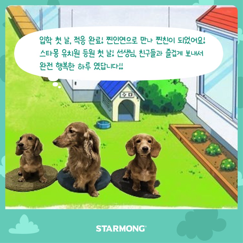 강남 강아지 유치원 스타몽, 첫날 적응 후기 — 사진 13
