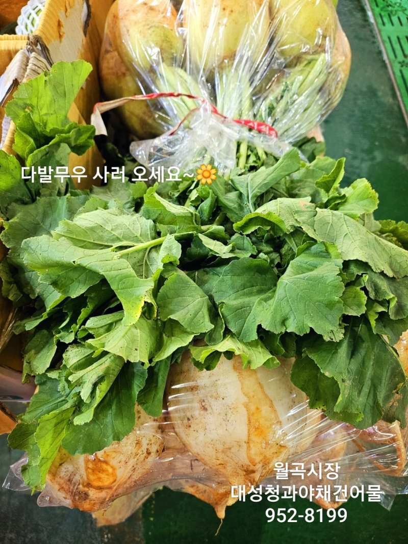 싱싱야채청과 이미지