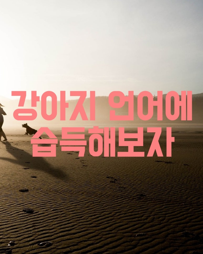 강아지 언어에 습득해보자
