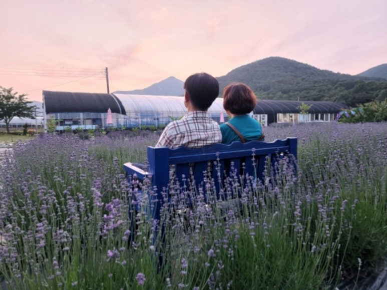 예산꽃 이미지