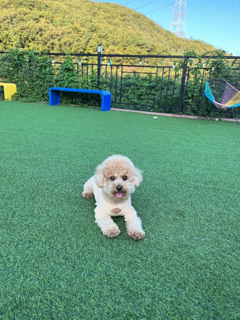몽실이네 이미지