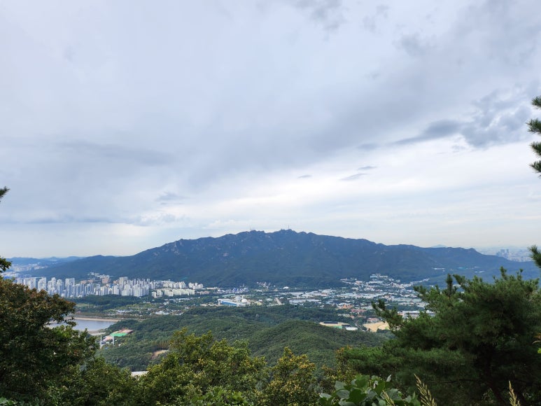 헤이꽃 이미지