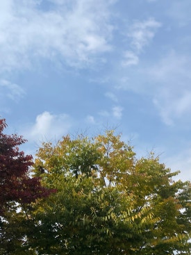 라벨레자 이미지