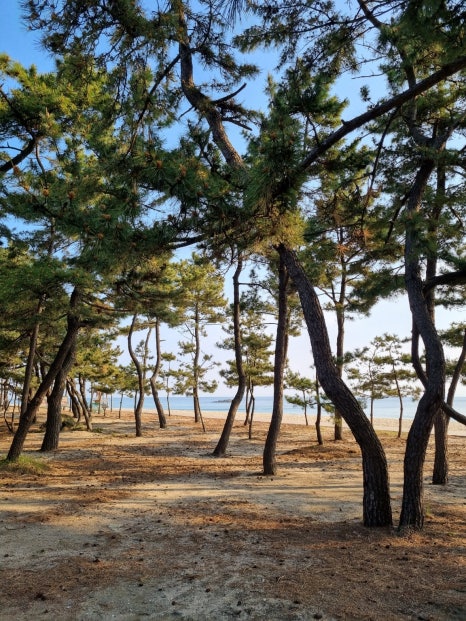 영덕에산다 이미지