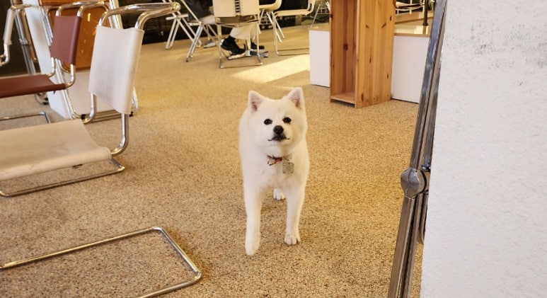 샬레드서울 이미지