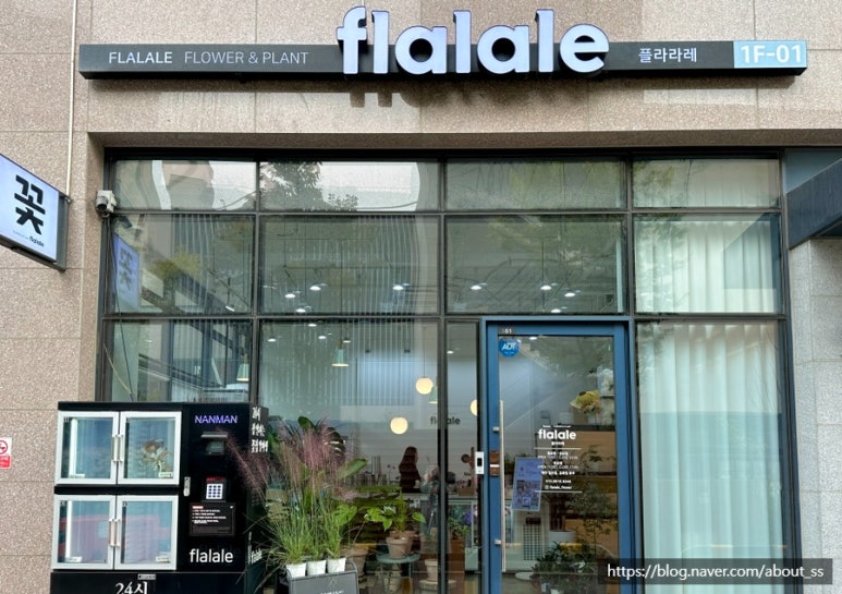 플라라레 이미지