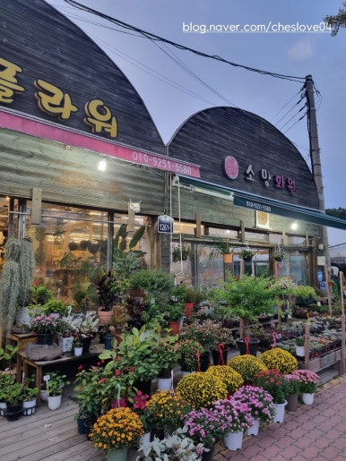 식물로사랑을노래하다 이미지
