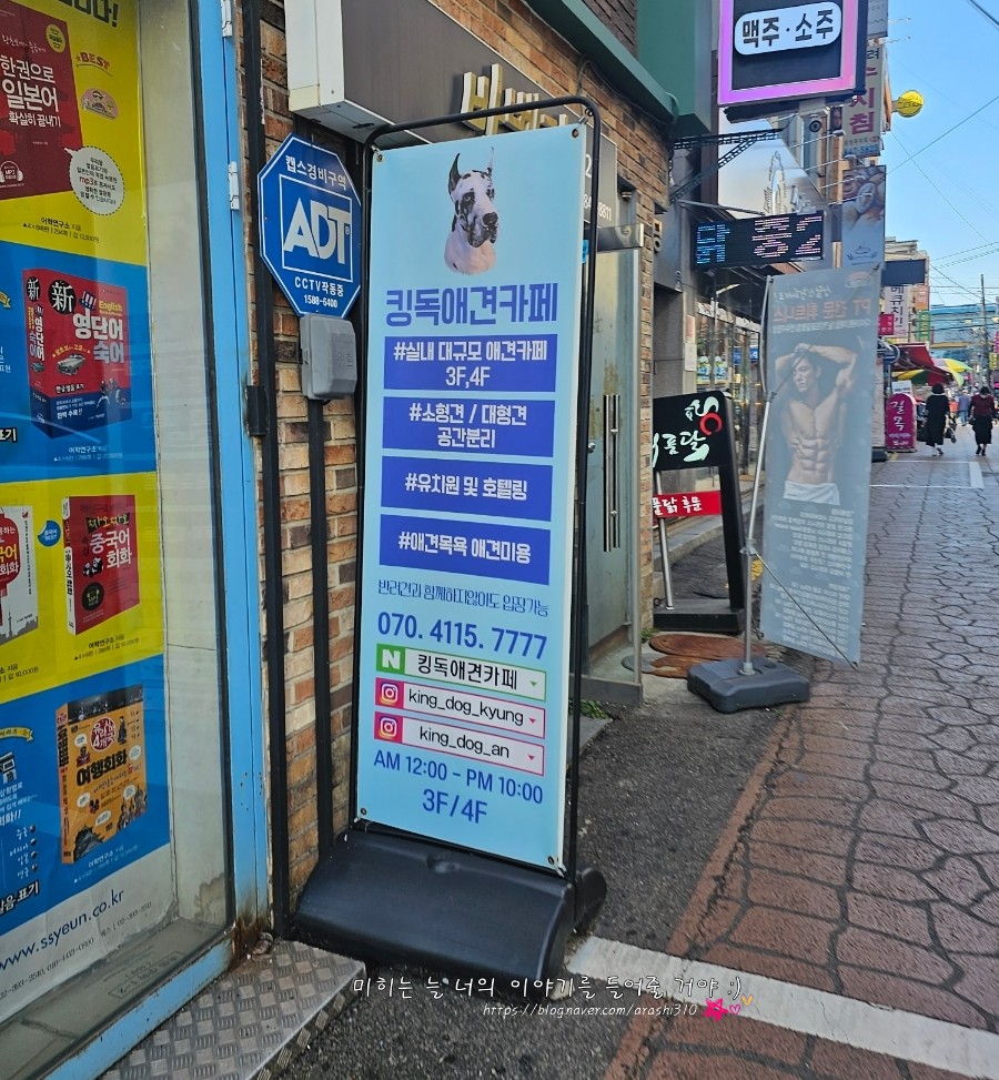 킹독 이미지
