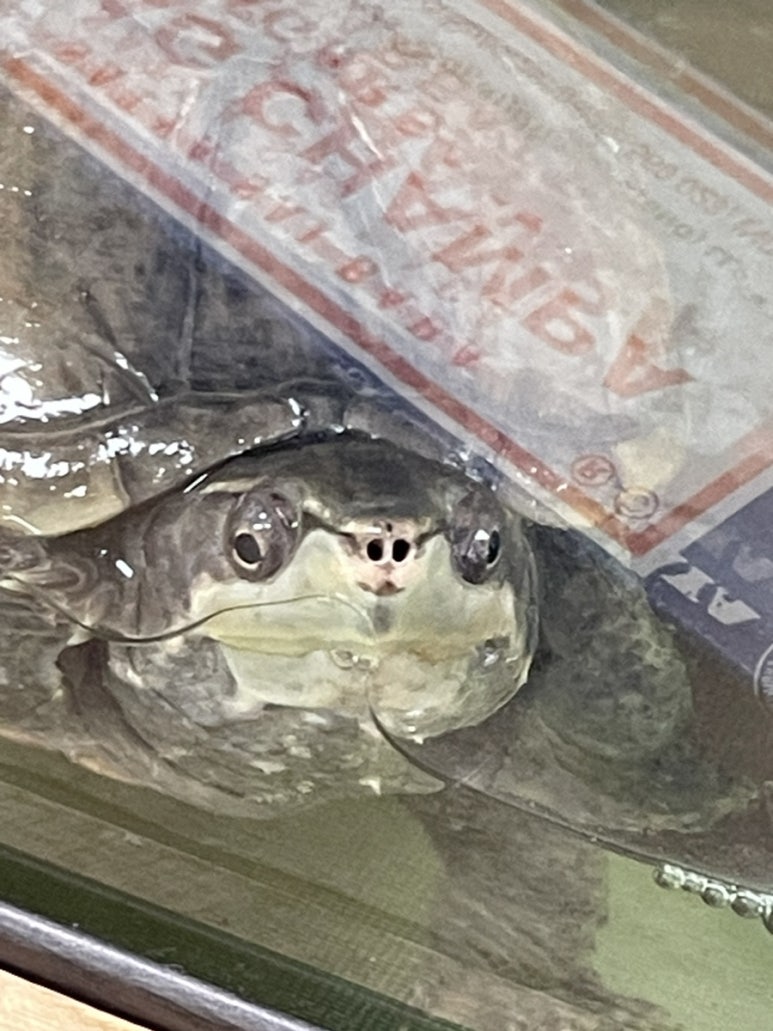 버터석 이미지