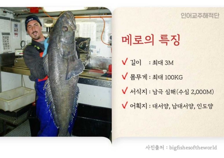 메로 이미지