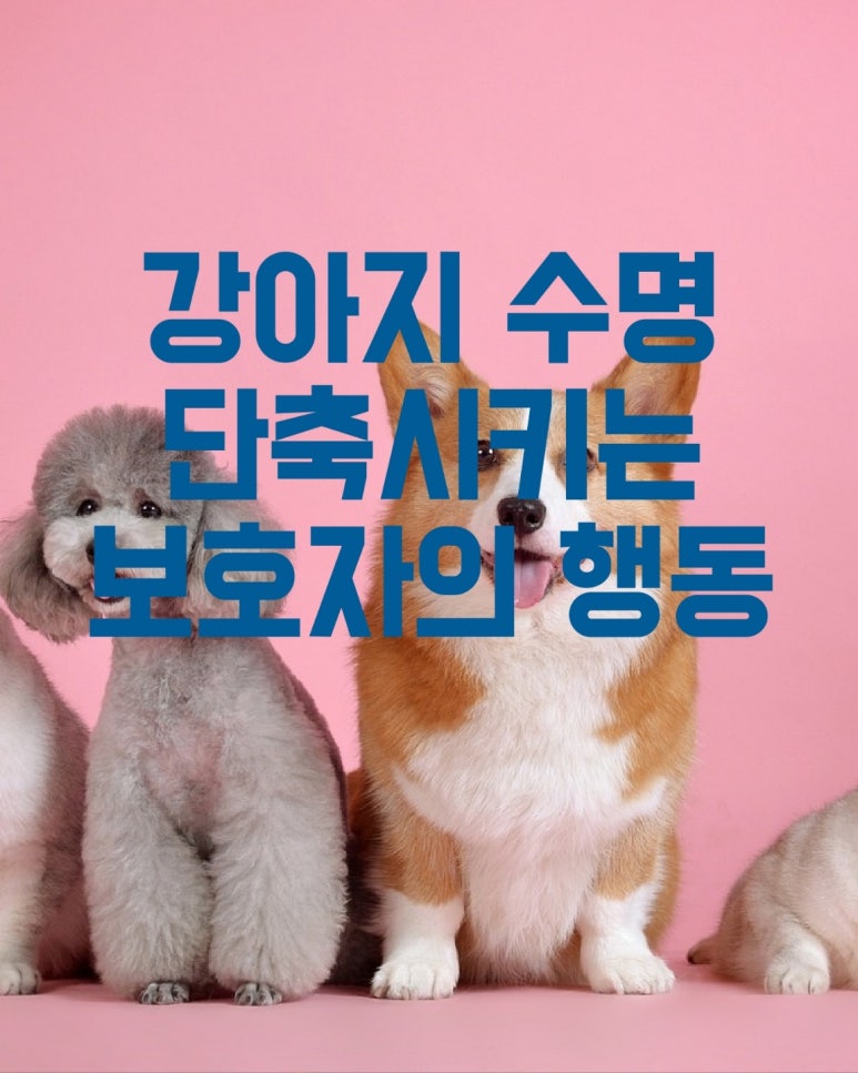 강아지 수명을 단축시키는 보호자의 행동