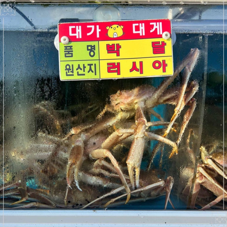 대가대게 이미지