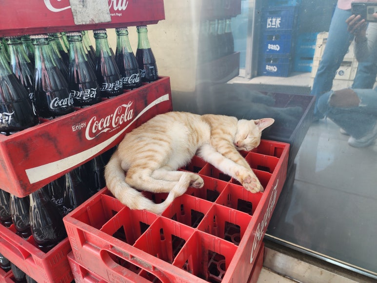 일로연탄불고기 이미지