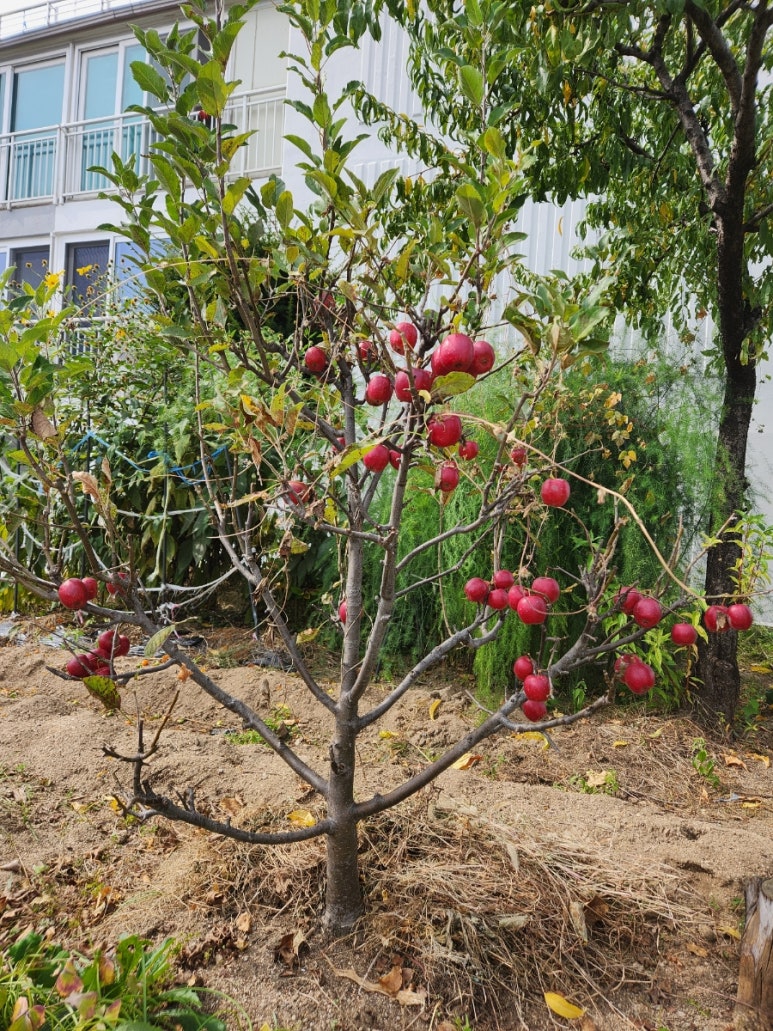 정원왕족발 이미지
