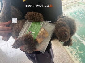 거북이 차과자 이미지