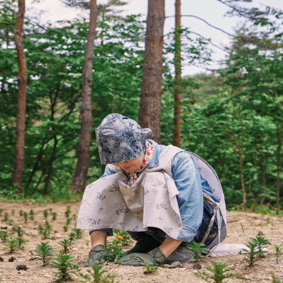 드바로티 이미지