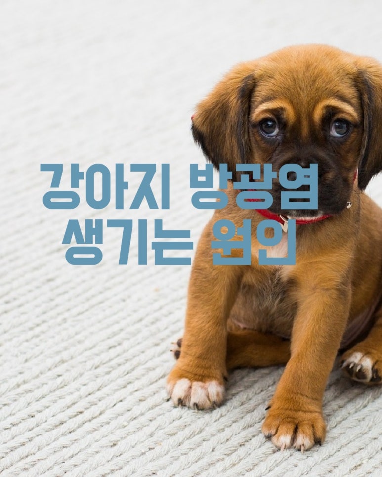 강아지 방광염 생기는 원인