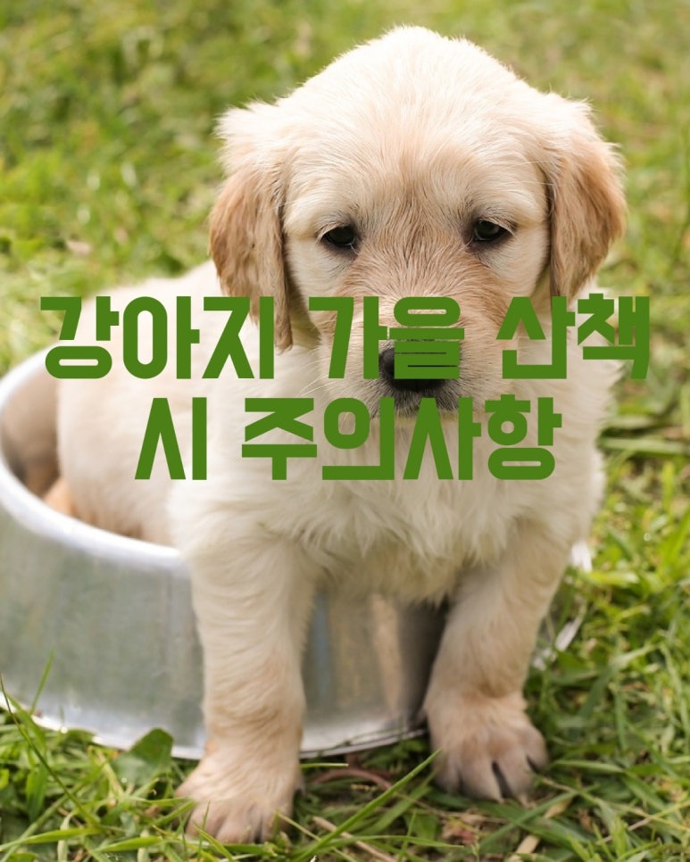 강아지 가을산책 시 주의사항