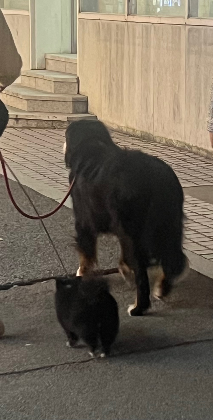 화(火)짬뽕 이미지