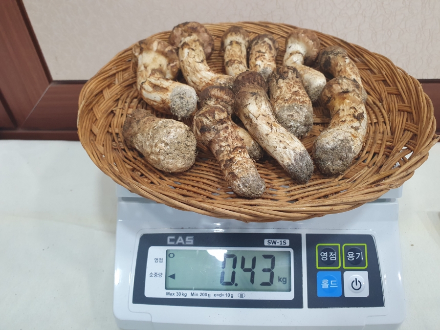 황금식육점 이미지