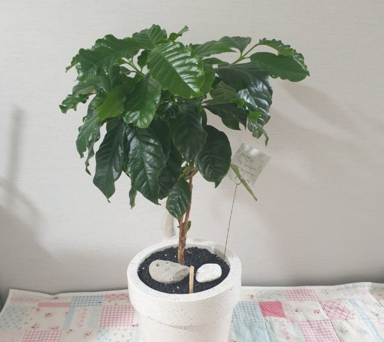 CoffeeTree 이미지