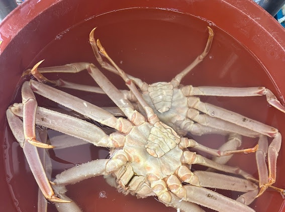대가대게 이미지