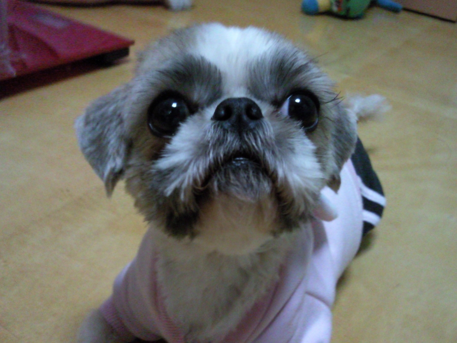 복댕이네 이미지