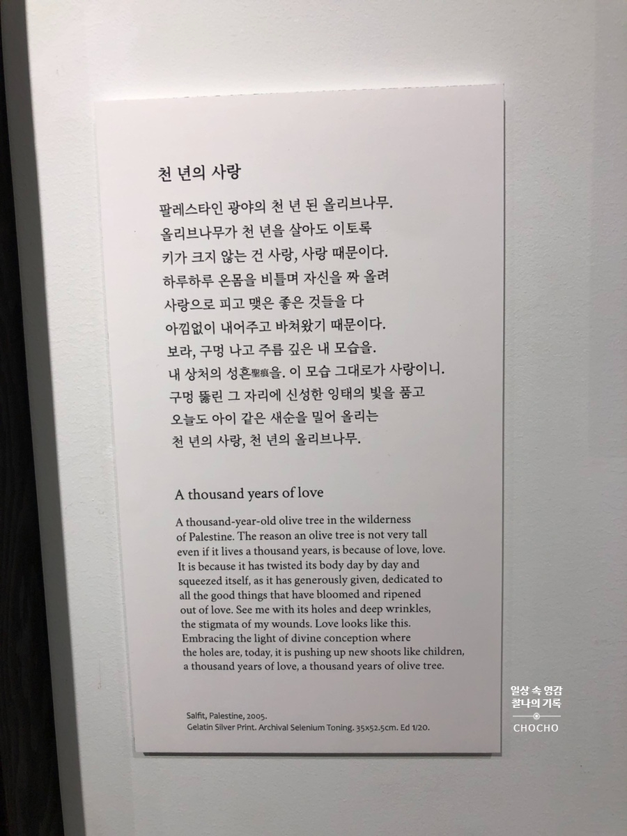카페 올리브나무 이미지