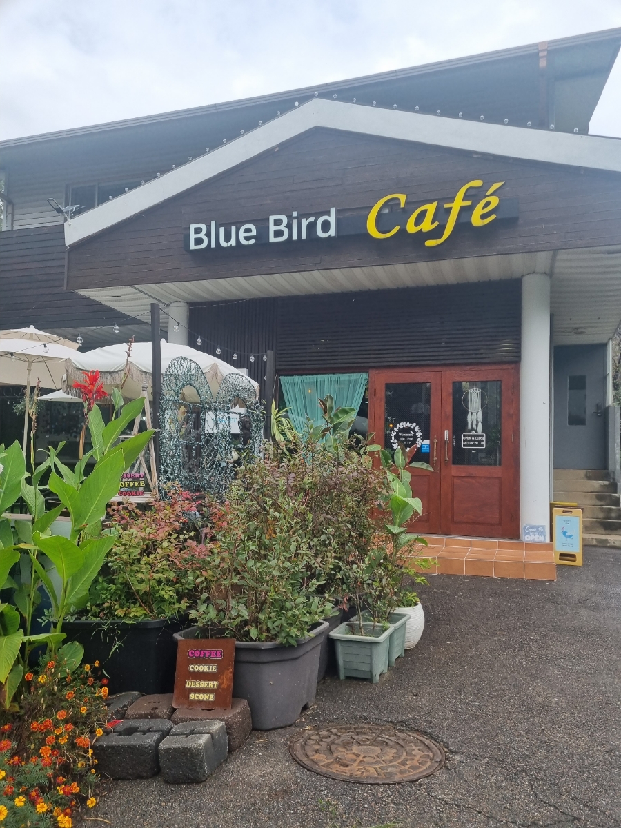 블루버드(Blue bird) 이미지