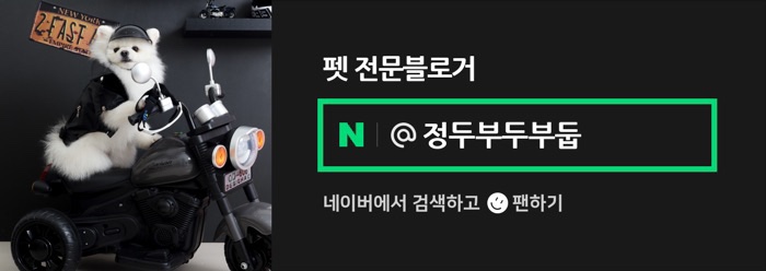 더미양 이미지