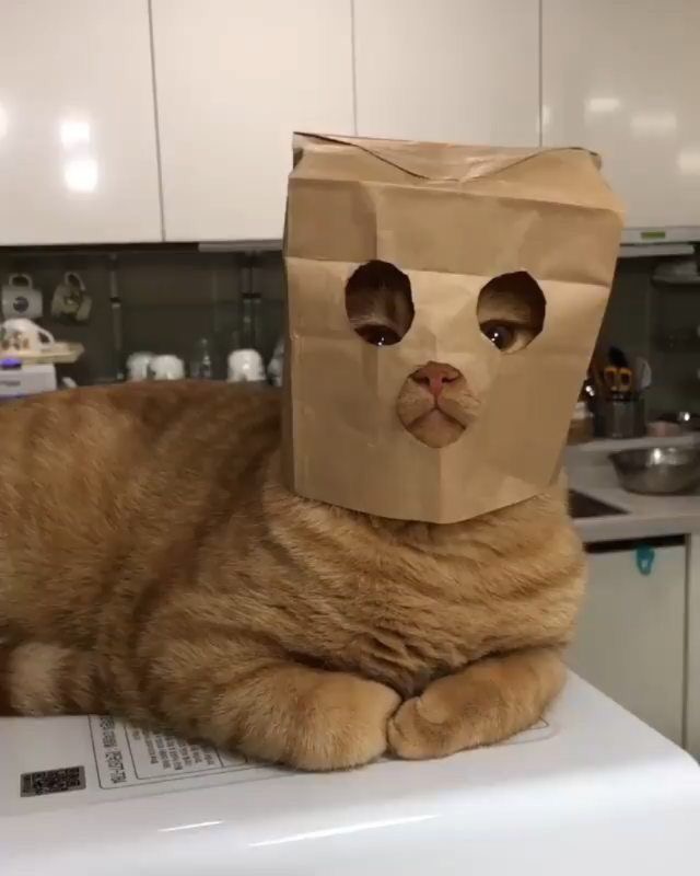 불티꼼장어 이미지