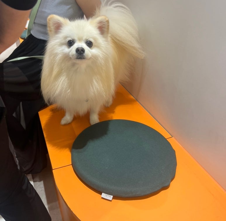 에브리데이젤라또 이미지