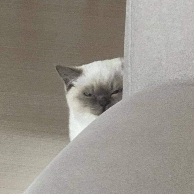 오느리 이미지