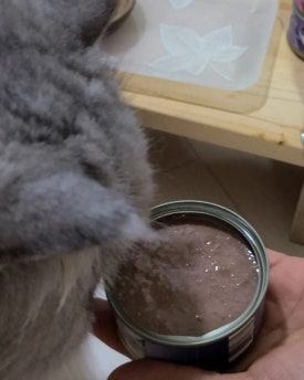 파테 이미지