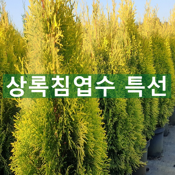 상록자이언트 이미지