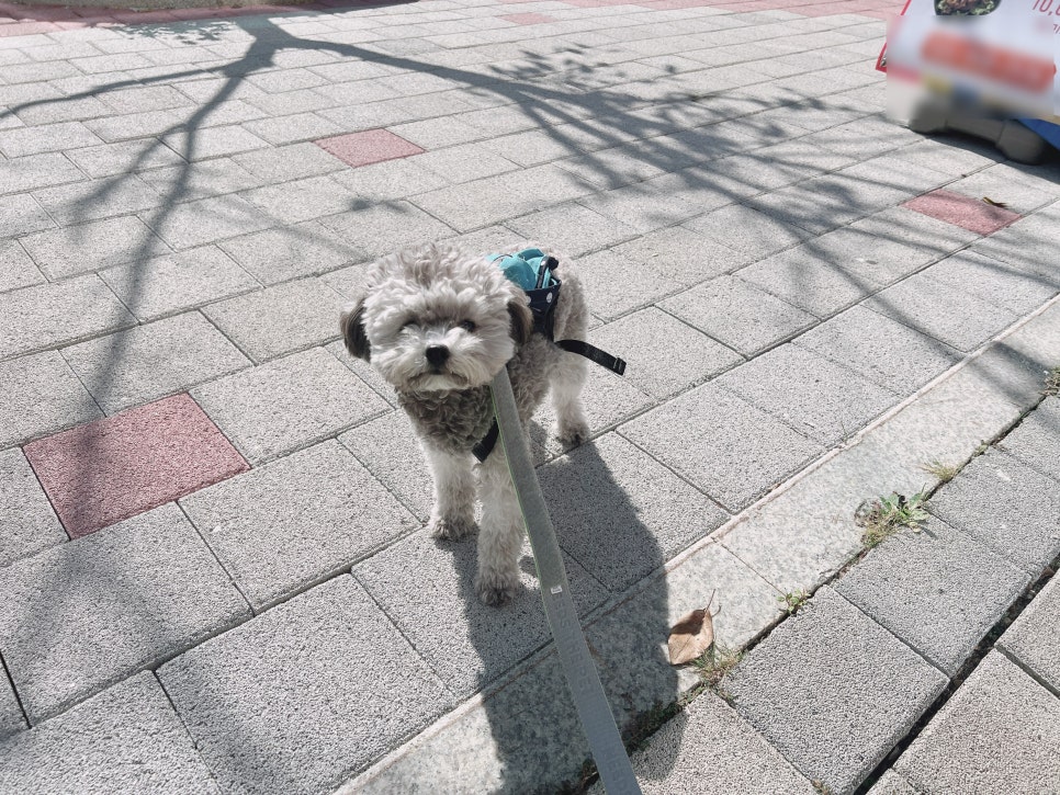 토이 푸들 미용 스타일, 김포 로카드 애견미용 후기 — 사진 4