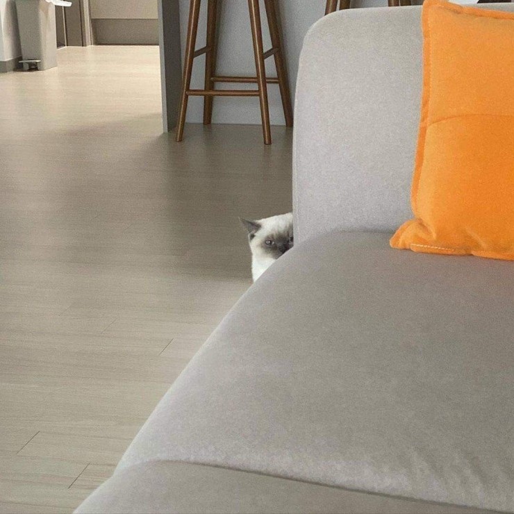 오느리 이미지